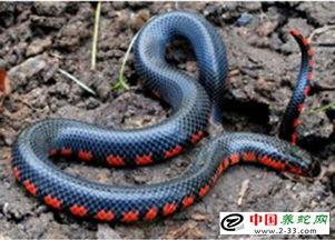 养泥蛇视频,跟随视频探索神秘水下世界