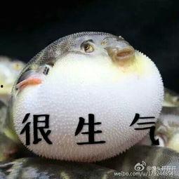 河豚视频生气了短视频